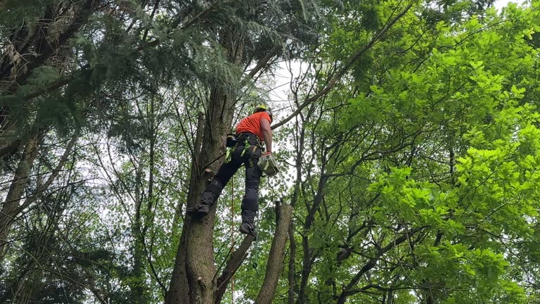  Chittenango, NY Tree Removal Pros