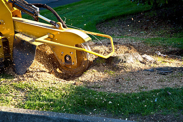 How Our Tree Care Process Works  in  Chittenango, NY